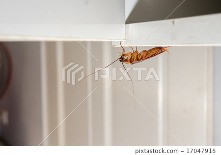Close up a cockroach on white cupboard 17047918