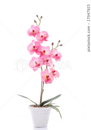 Close up of beautiful sphere shape flower 17047925