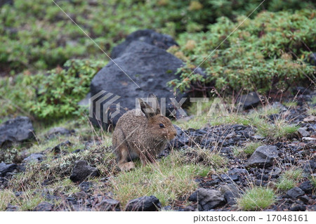 Azuki兔子01 17048161