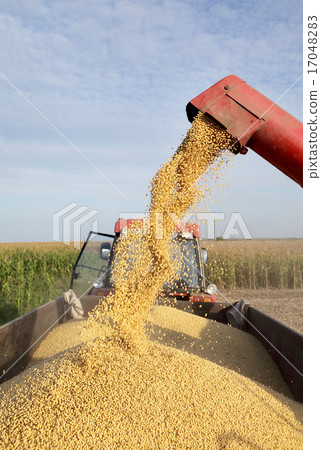 Soybean harvesting 17048283