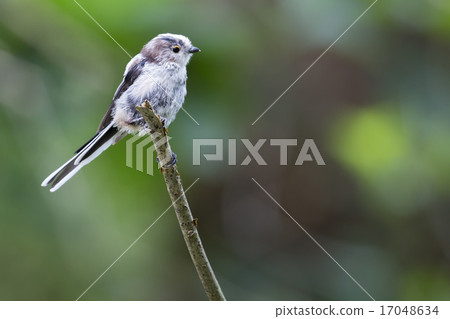 Long-tailed tit (Aegithalos caudatus) 17048634