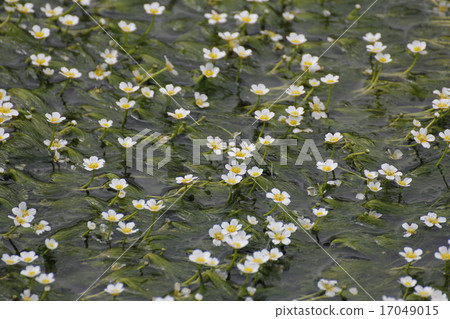 Mei flower algae Mei flower algae 17049015