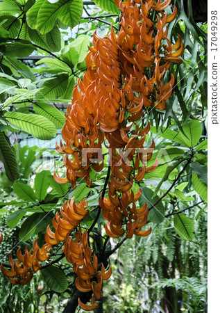 Bastard Teak Flower bloom 17049298