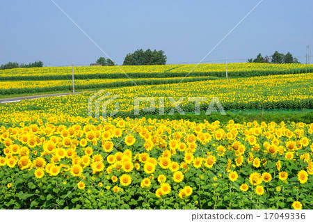 8月Hanamori no Oka 04大崎市大昭市 17049336