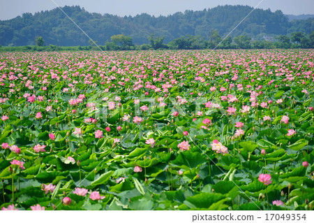 August Izunuma · Uchinuma is a festival 10 Tengokudo August Izunuma · Uchinuma is a festival 10 Tengokudo 17049354