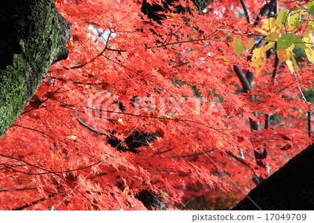 Autumn leaves of Koishikawa Korakuen 17049709