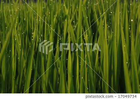 米水滴綠色 米水滴綠色 17049734