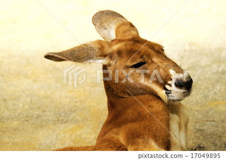 困了袋鼠 困了袋鼠 17049895