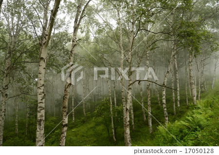 Shigeru Shigeru 17050128