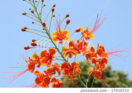 Stag beetle 17050310