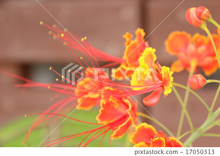 Stag beetle Stag beetle 17050313