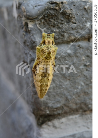 鵪鶉的蛹 17050519