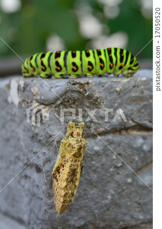 Caterpillar larva and pupa 17050520