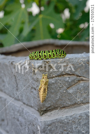 Caterpillar larva and pupa 17050521