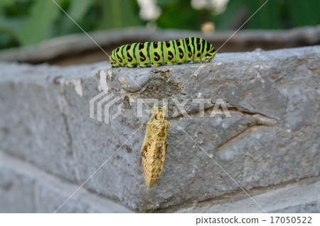 Caterpillar larva and pupa 17050522