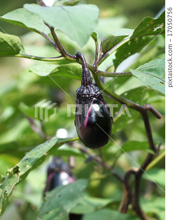 Eggplant fruit 17050756