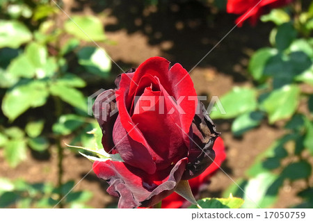 Rose Samurai · Bud 17050759