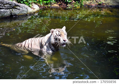 White Tiger   17050856