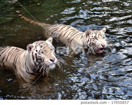 White Tiger   17050857