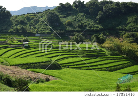 Rice terraces 17051416