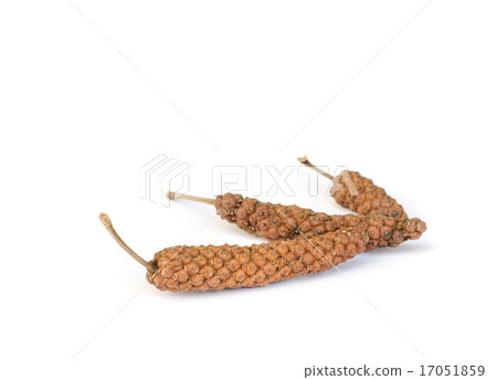 Long Pepper  . Long Pepper  . 17051859