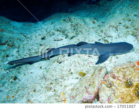 白鰭礁鯊 17051887