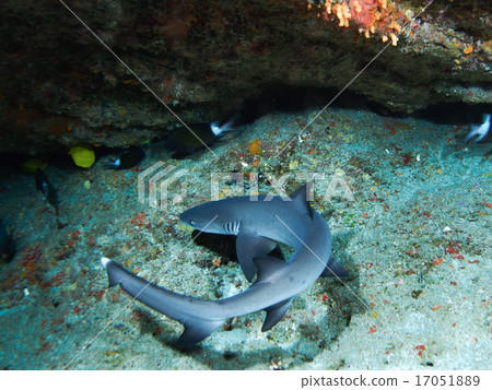 Nemuribuka Nemuribuka 17051889