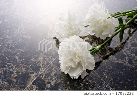 Carnation Carnation 17052228