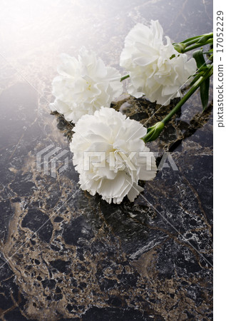 Carnation Carnation 17052229