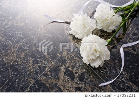 Carnation Carnation 17052231