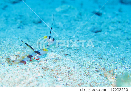 Hirenaga Threadingbow 17052350