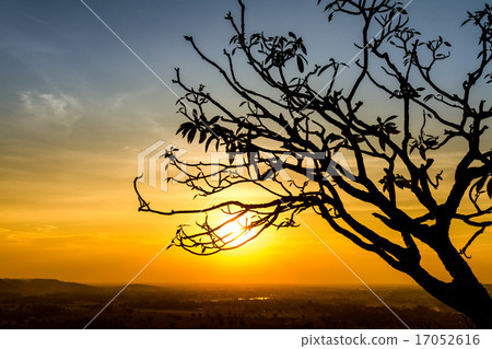 Silhouette of tree branch Silhouette of tree branch 17052616