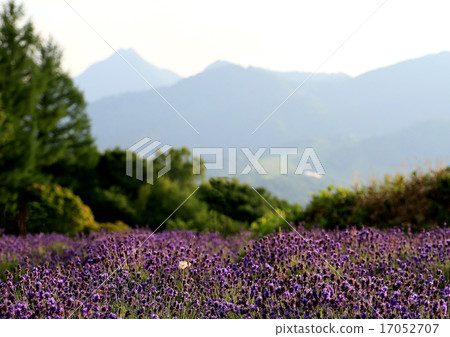 Hokkaido Furano Hokkaido Furano 17052707