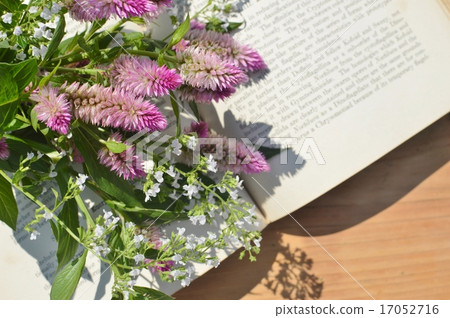 Bouquets of the field gay and the calaminsa 17052716