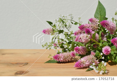 野外同性戀和calaminsa的花束 17052718