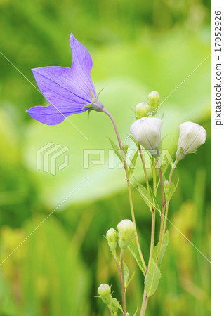 Bellflower Bellflower 17052926