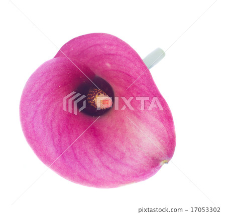 Calla lilly 17053302