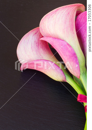 Calla lilly 17053306