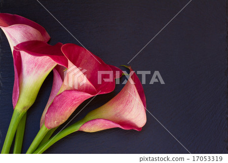 Calla lilly 17053319