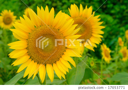 sunflower	 17053771