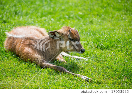 Eastern Bongos Calf 17053925