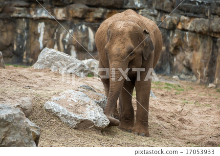 Elephant Elephant 17053933