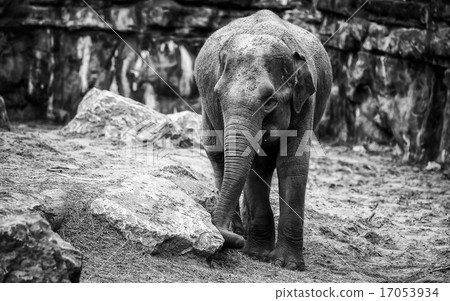 Elephant Elephant 17053934