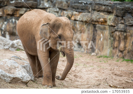 Elephant Elephant 17053935