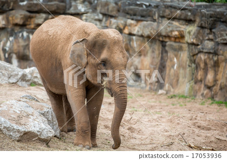 Elephant Elephant 17053936