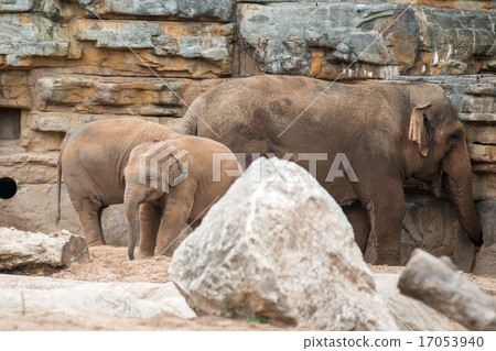 Elephant Elephant 17053940