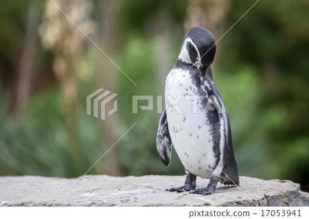 Humbolt Penguin Humbolt Penguin 17053941