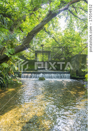 Ochiai Ochiai River and Nanzawa spring and spring group in summer 17054932
