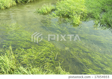 清澈的水流和水生植物 17054933