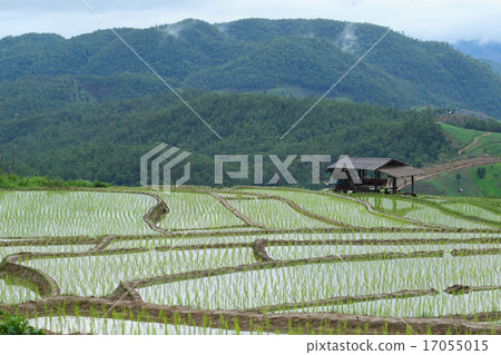 The farmer's hut The farmer's hut 17055015